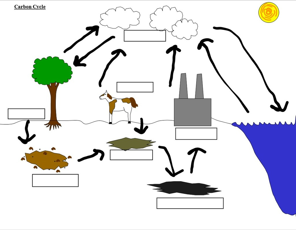 Carbon Cycle Diagram Carbon Cycle Diagram Quizlet