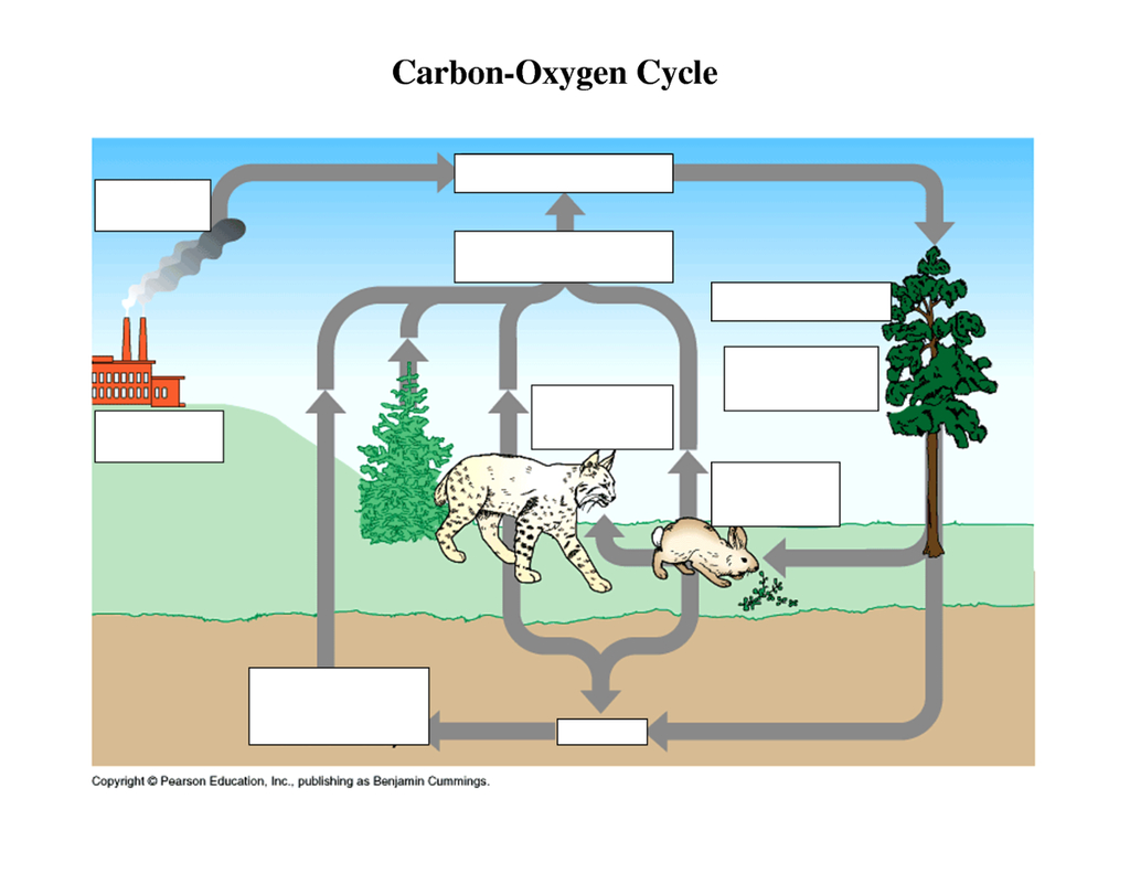 Carbon Cycle Diagram Carbon Cycle Diagram Quizlet