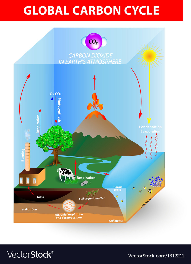 Carbon Cycle Diagram Carbon Cycle Diagram