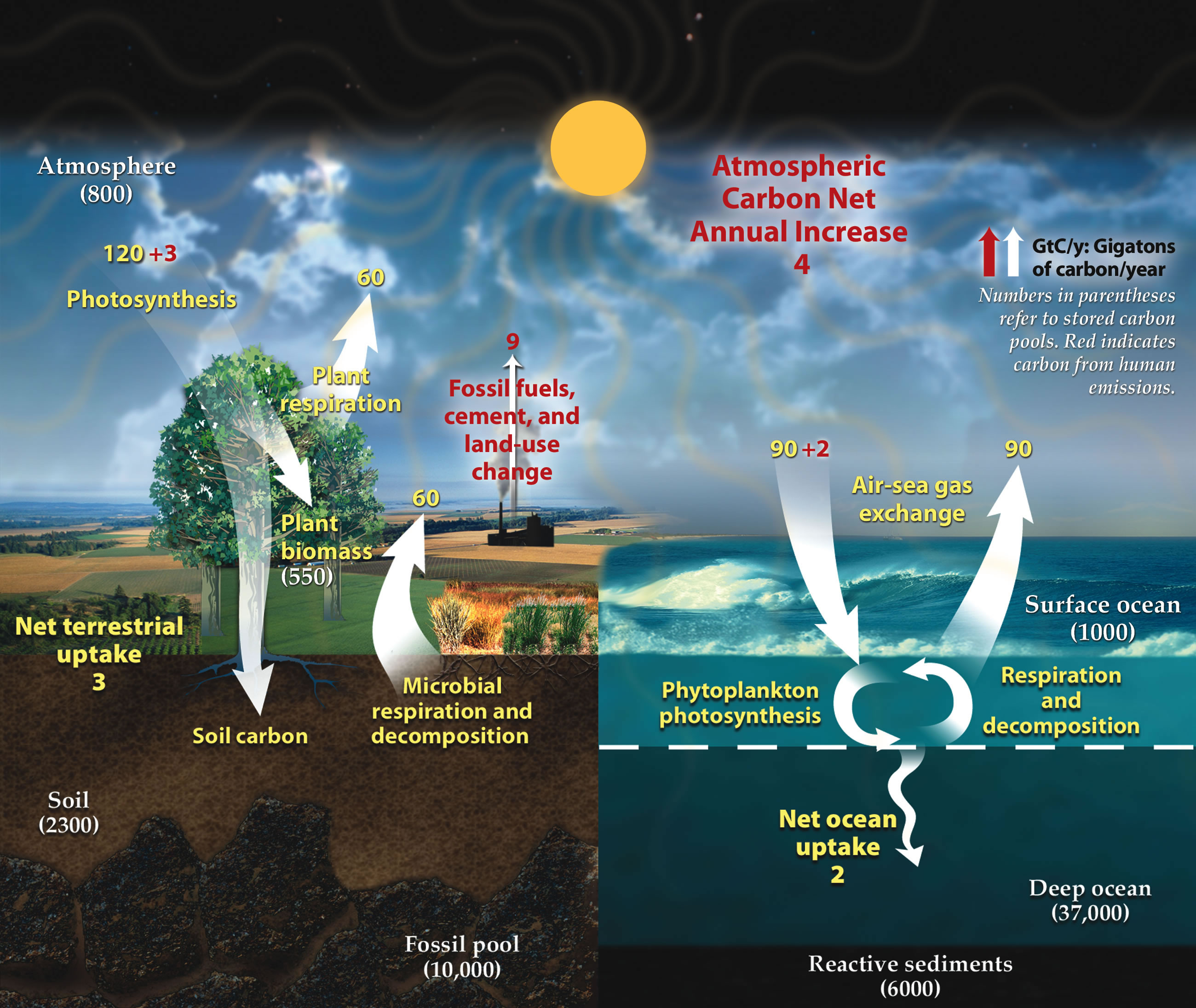 Carbon Cycle Diagram Carbon Cycle Wikipedia