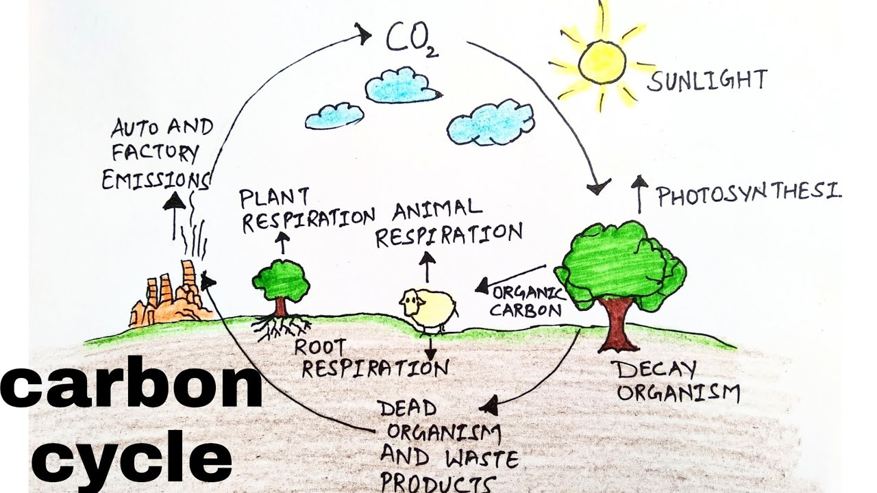 Carbon Cycle Diagram Carbon Cyclehow To Draw Carbon Cycle Diagramdiagram Of Carbon Cyclecarbon Cycle Diagramdrawing