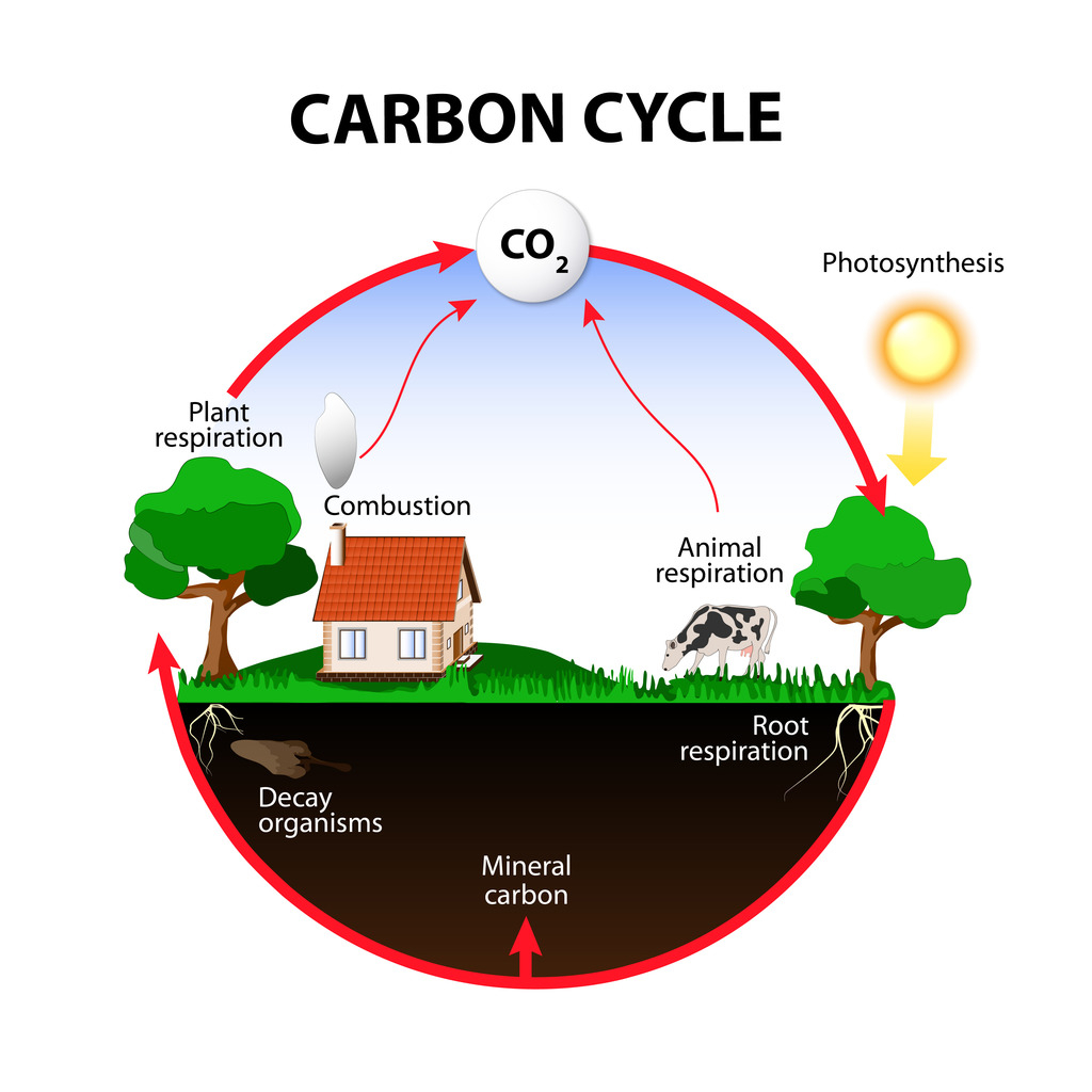 Carbon Cycle Diagram Earth Science The Carbon Cycle Diagram Quizlet