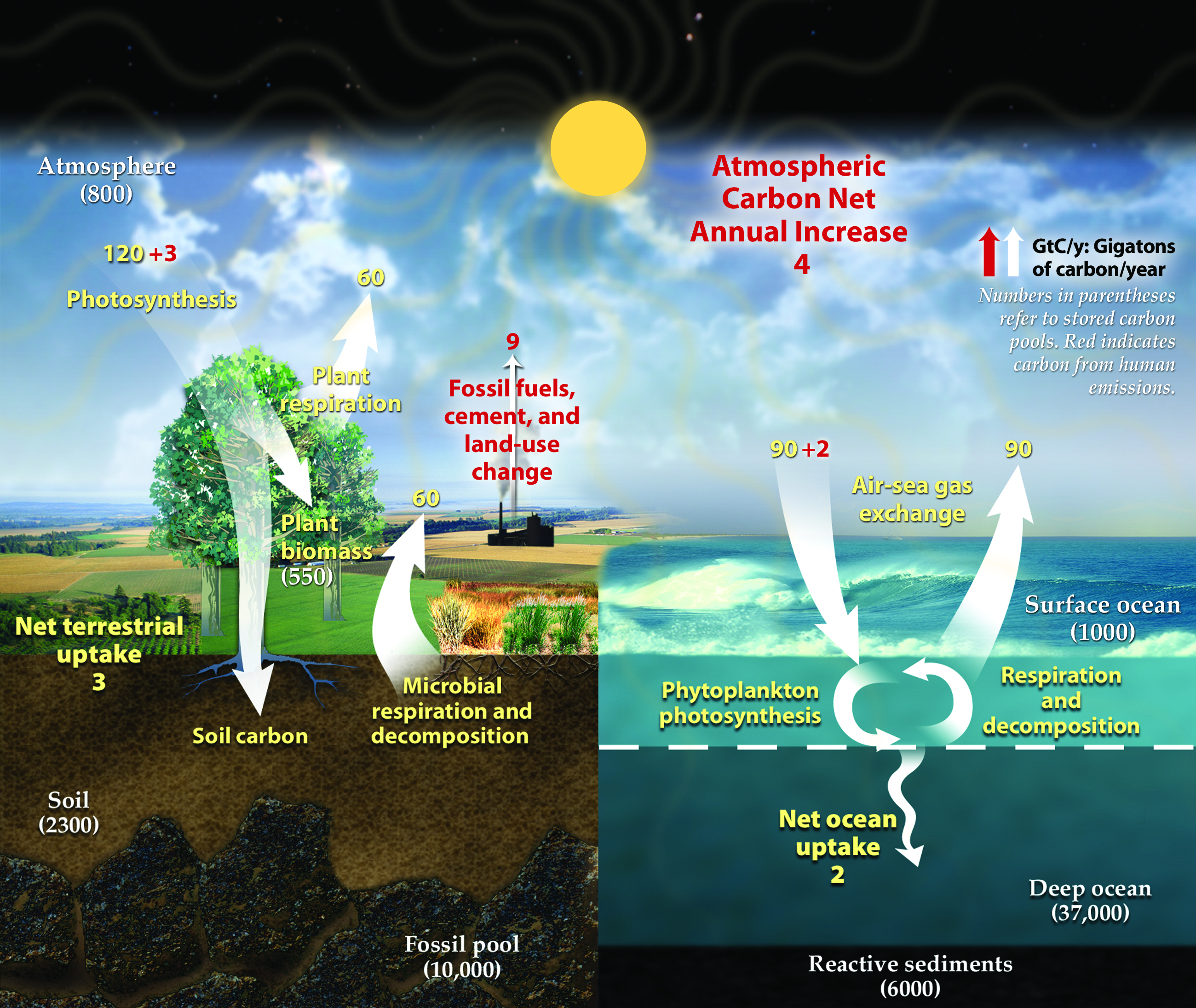 Carbon Cycle Diagram Filediagram Showing A Simplified Representation Of The Earths