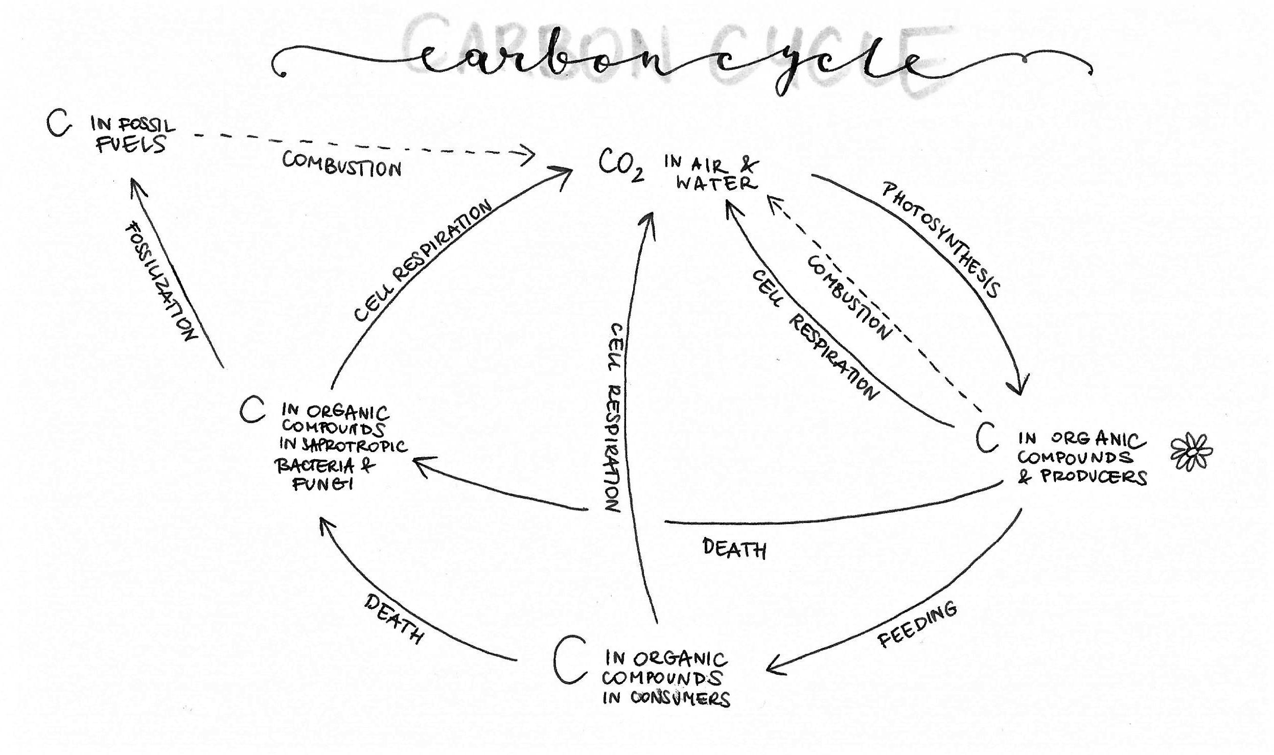 Carbon Cycle Diagram Group 4 Biology People How Does Your Carbon Cycle Diagram Look