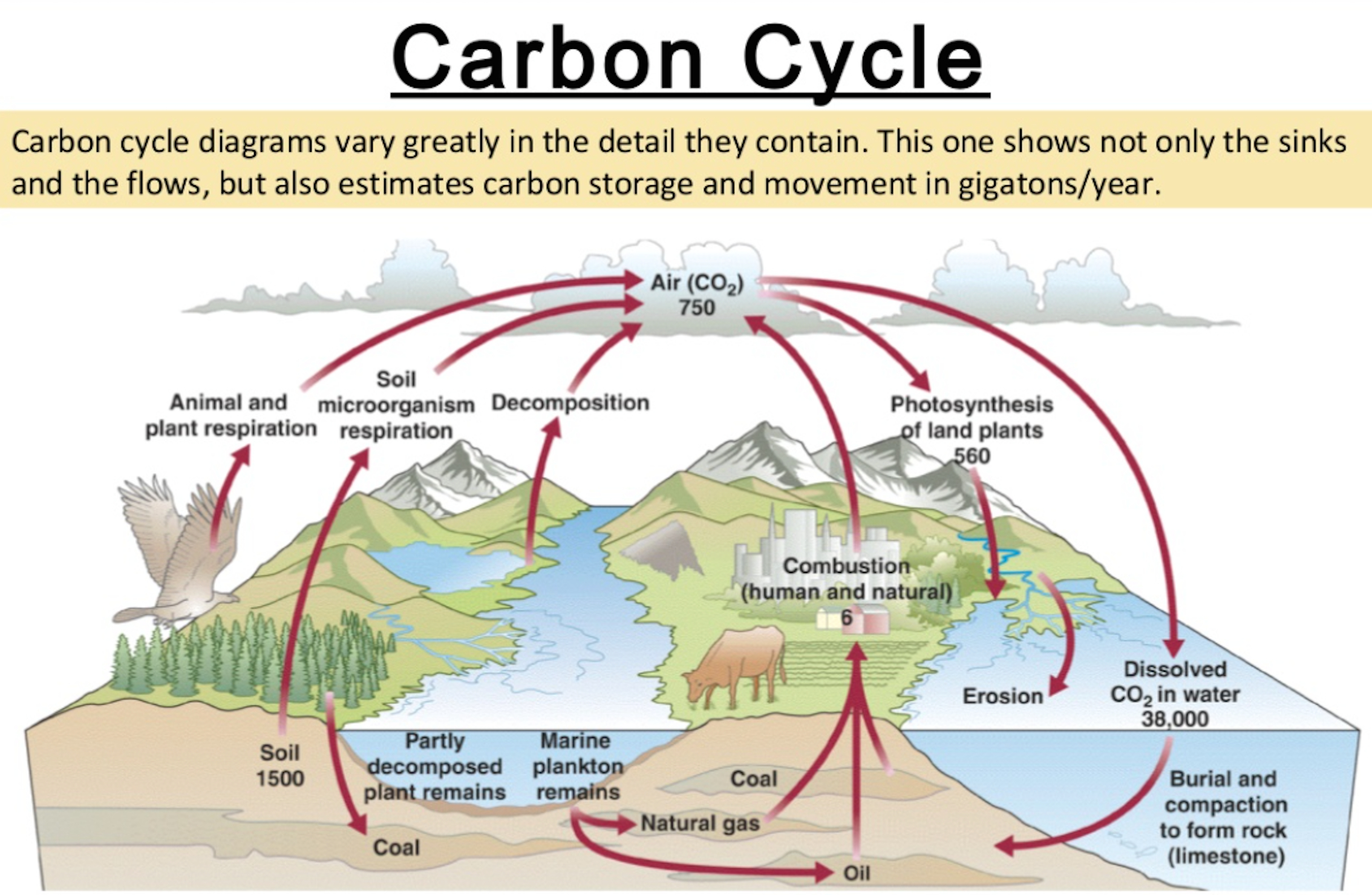 Carbon Cycle Diagram Mr Horrocks Biology 43 Carbon Cycling