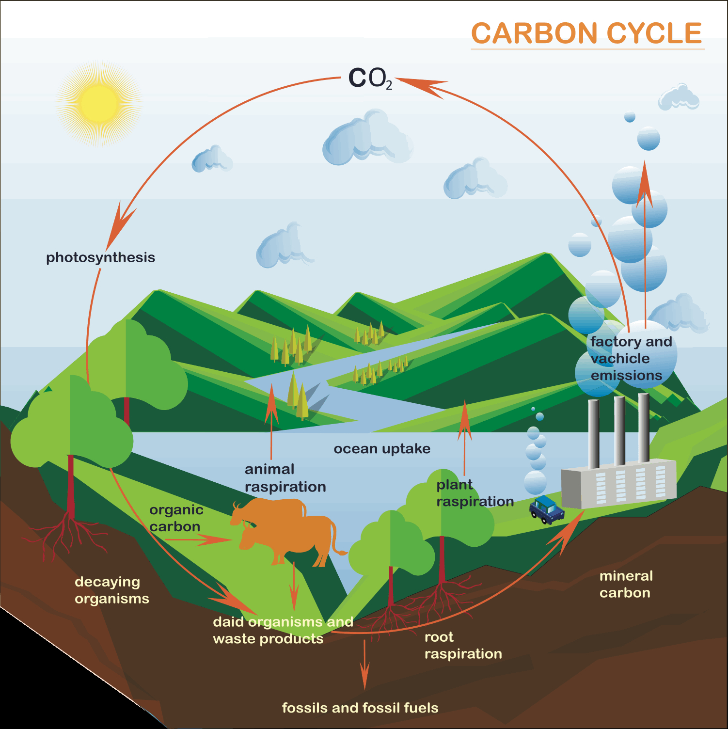 Carbon Cycle Diagram Processes And Pathways Of The Carbon Cycle A Level Geography