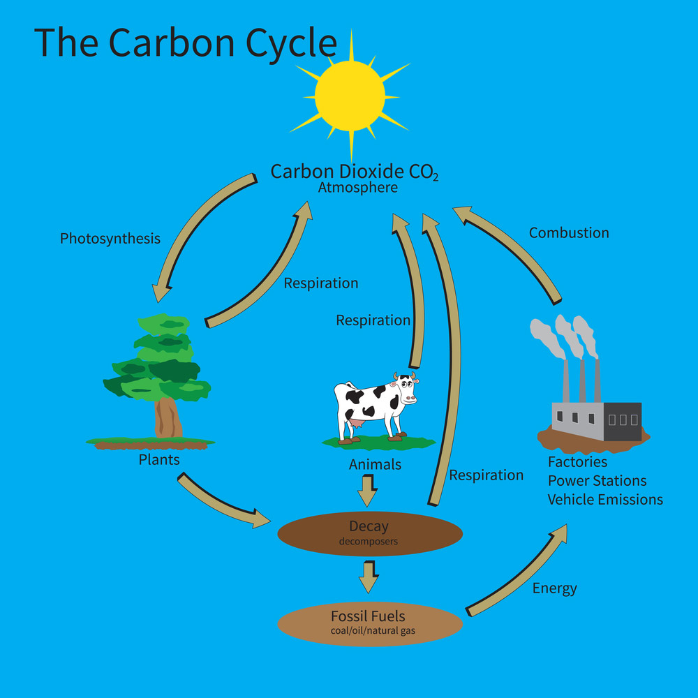 Carbon Cycle Diagram Rhs Level 3 Question Carbon Cycle Edinburgh Garden School
