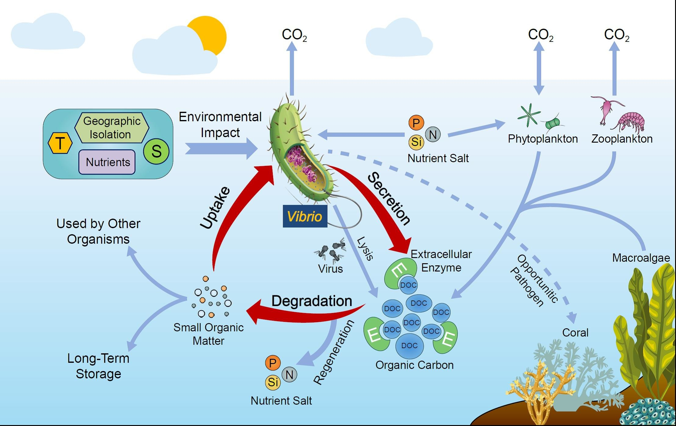 Carbon Cycle Diagram Scientists Propose That Vibrios Have Significant Roles In Marine
