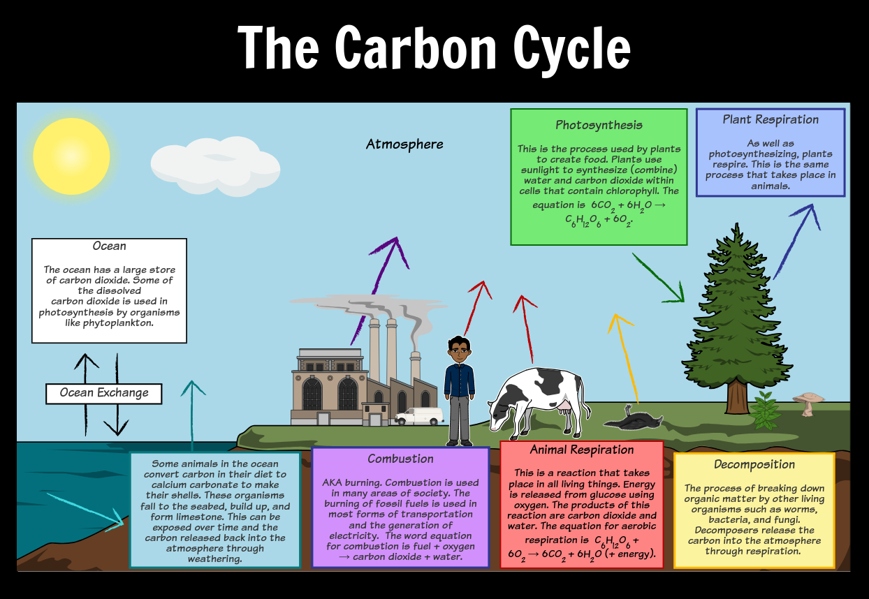 Carbon Cycle Diagram The Carbon Cycle Diagram Storyboard Oliversmith