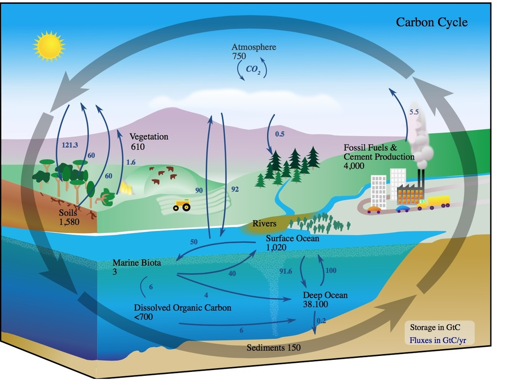 Carbon Cycle Diagram The Carbon Cycle Integrated Science