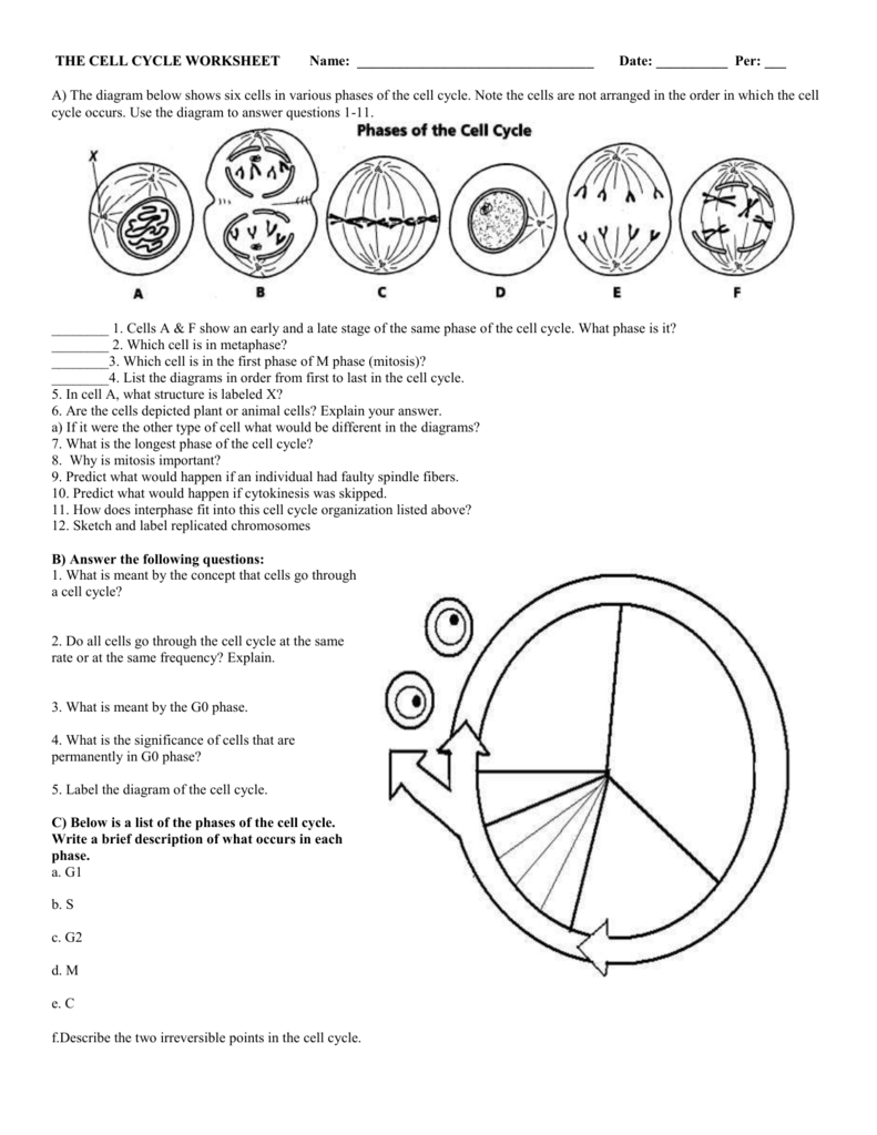 Cell Cycle Diagram 6 The Cell Cycle Worksheet