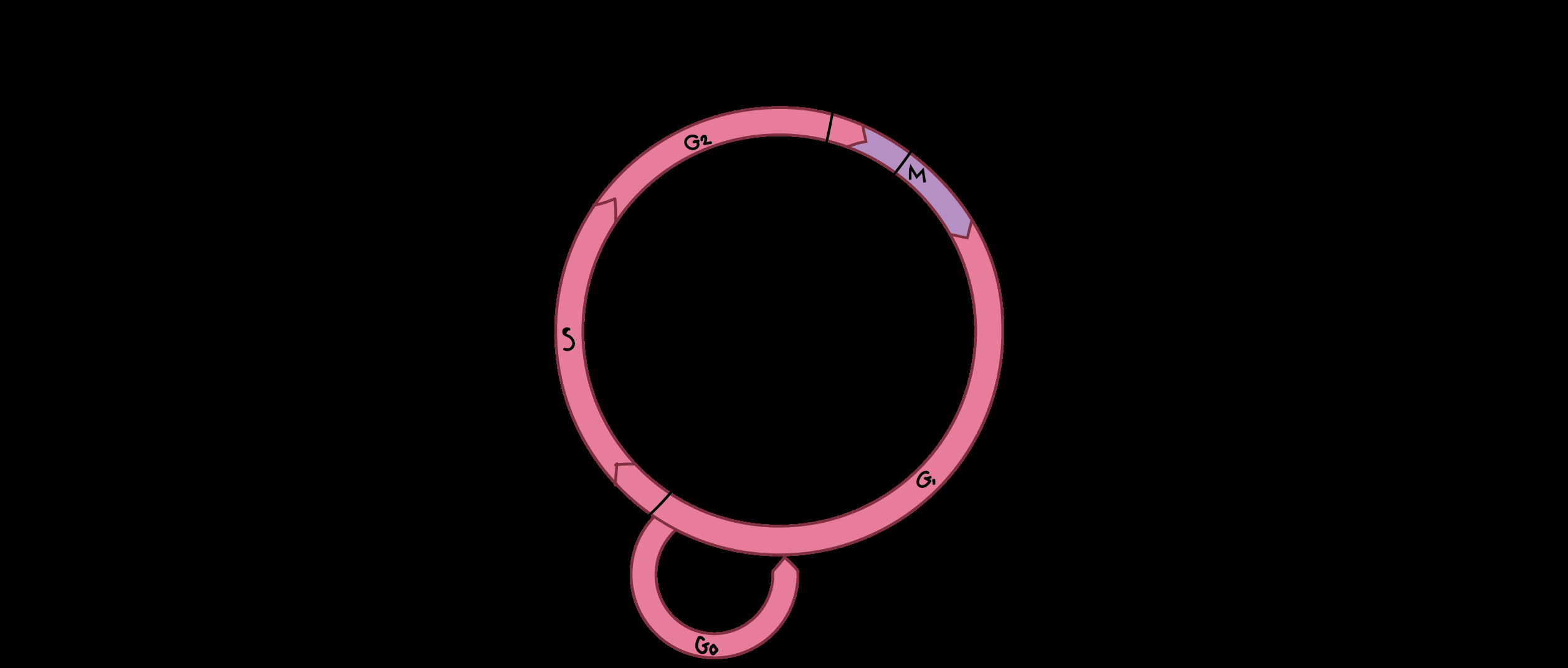 Cell Cycle Diagram Cell Cycle Checkpoints Article Khan Academy