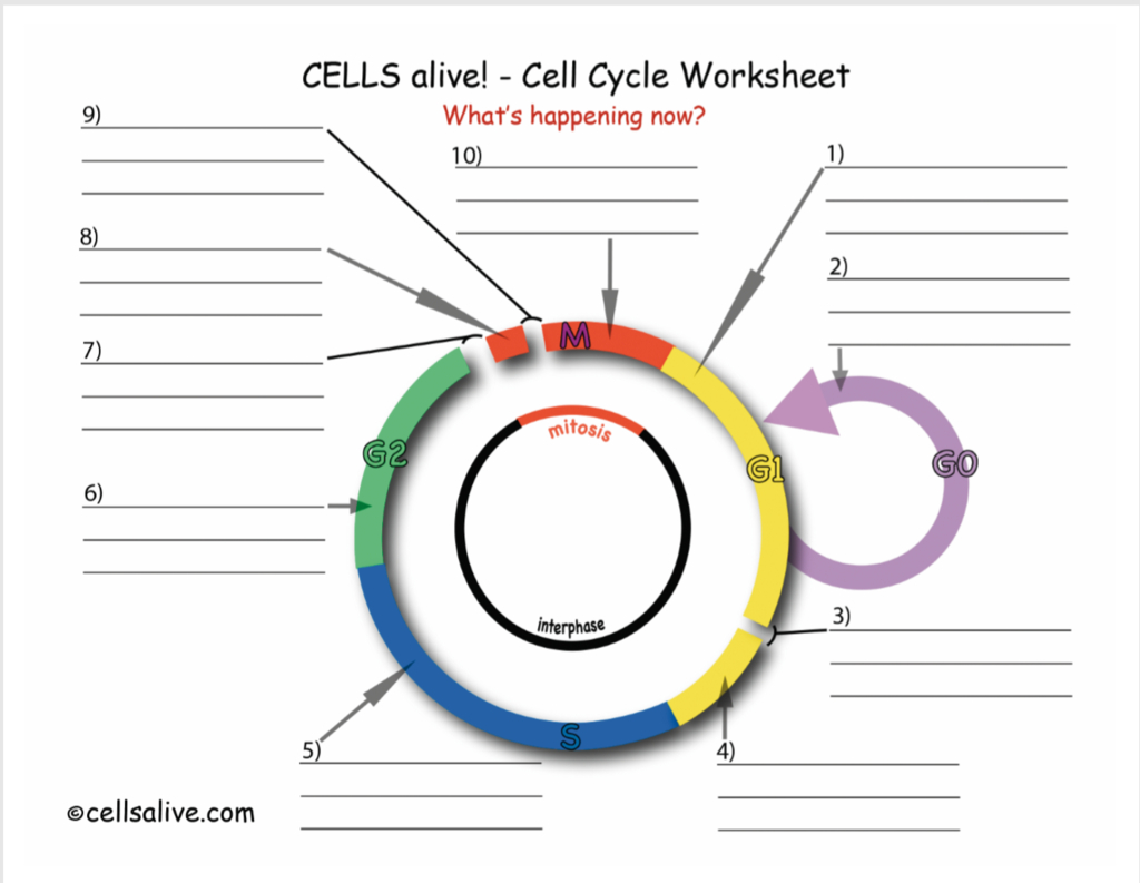 Cell Cycle Diagram Cell Cycle Diagram Diagram Quizlet