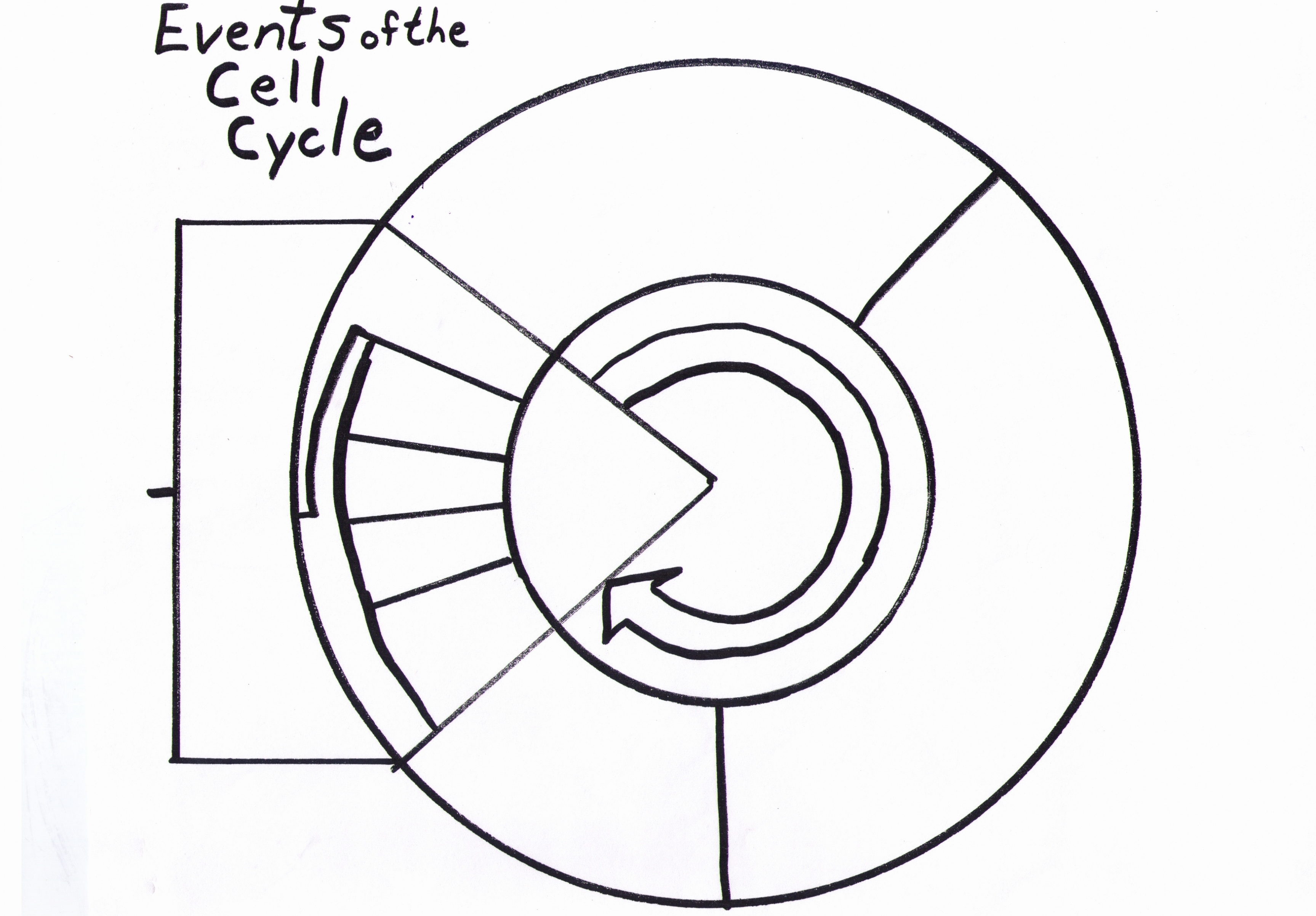 Cell Cycle Diagram Cell Cycle Drawing At Paintingvalley Explore Collection Of