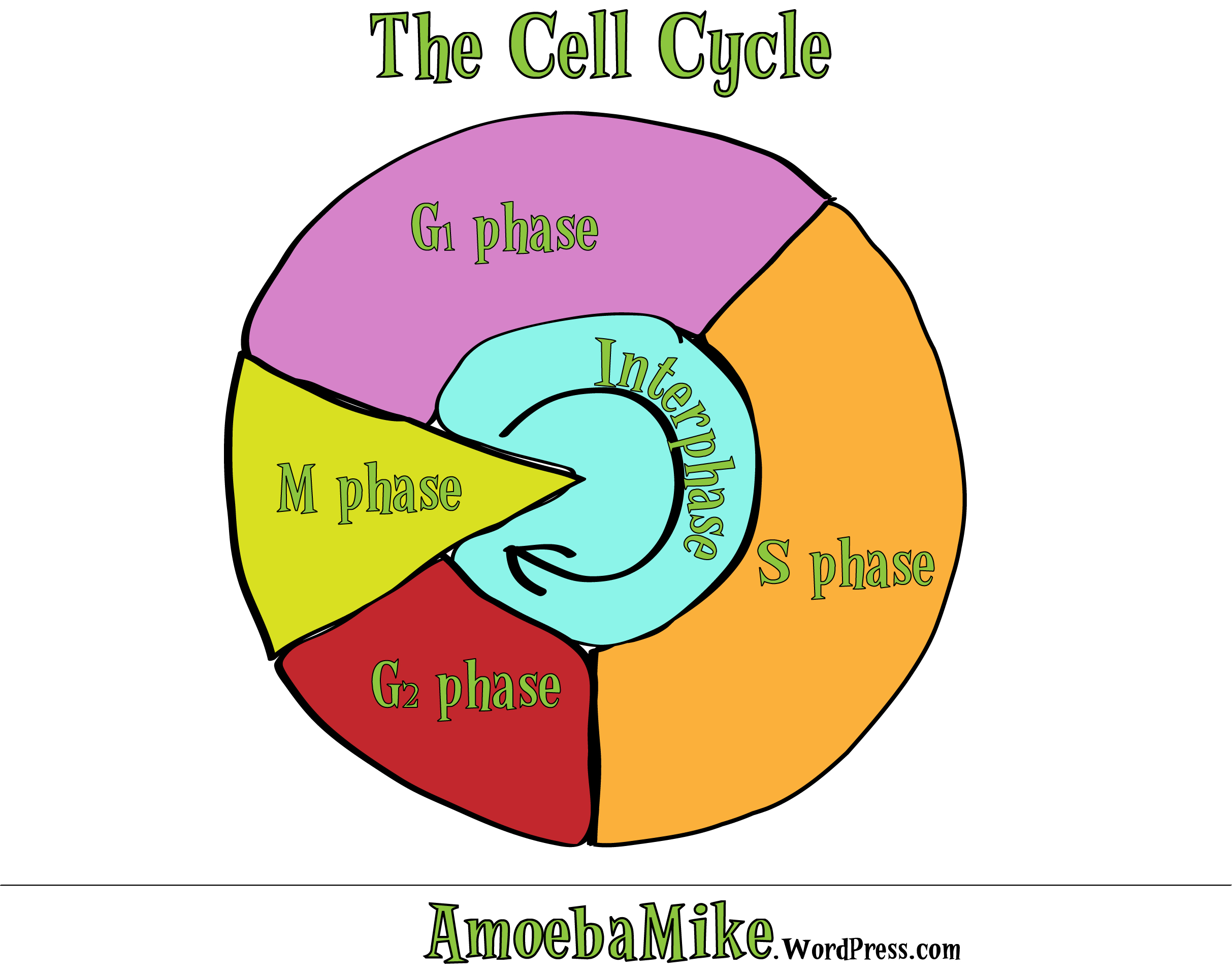 Cell Cycle Diagram Cell Division An Intro Amoebamike