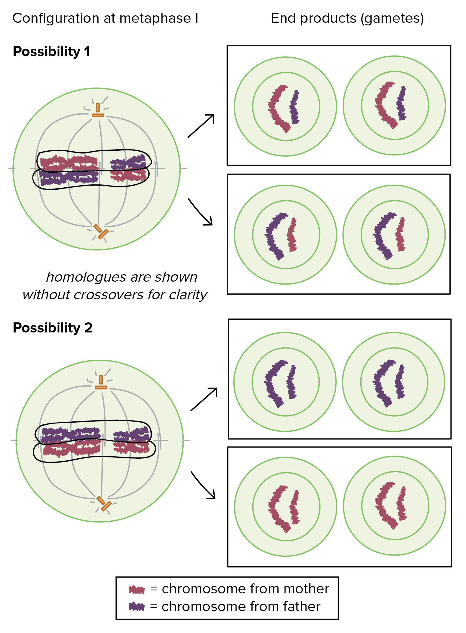 Cell Cycle Diagram Meiosis Cell Division Biology Article Khan Academy