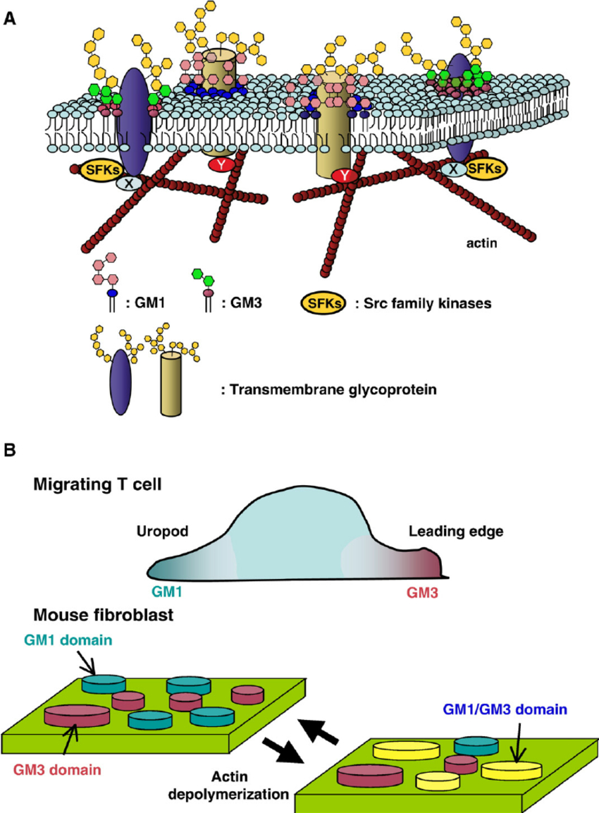 Cell Membrane Diagram A Diagram Of The Cell Membrane And Gm1 And Gm3 Clusters The