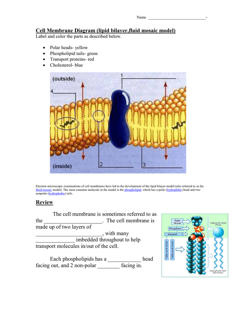 Cell Membrane Diagram Cell Membrane Diagram Lipid Bilayerfluid Mosaic Model