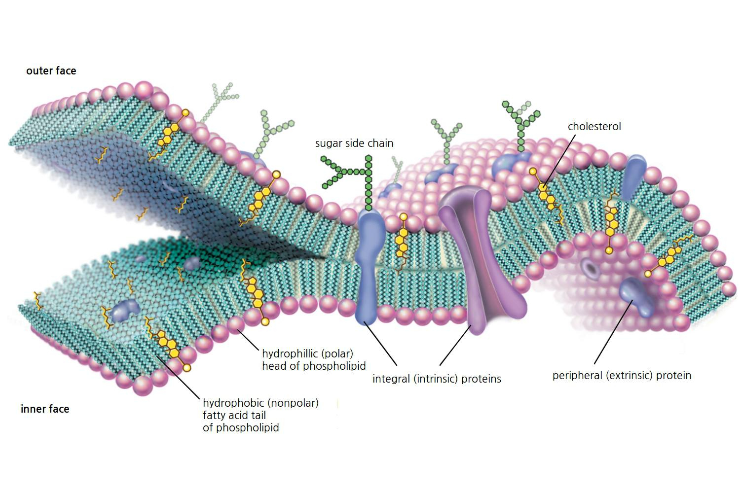 Cell Membrane Diagram Cell Membrane Function And Structure