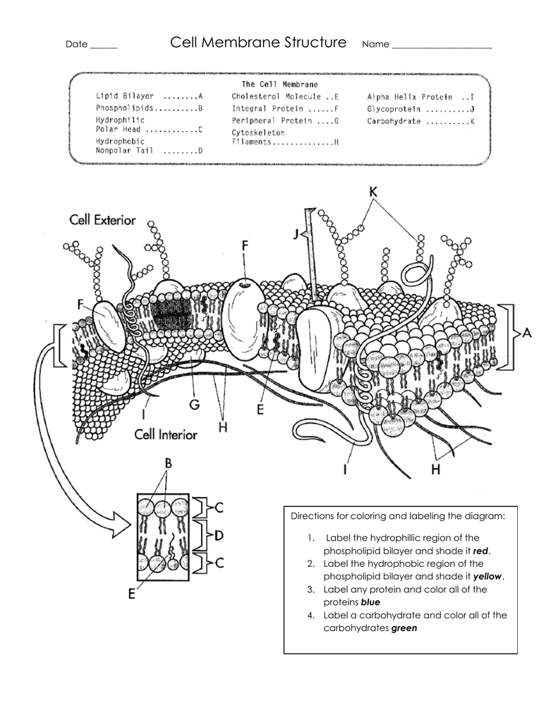 Cell Membrane Diagram Cell Membrane Structure