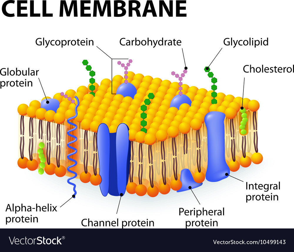 Cell Membrane Diagram Cell Membrane