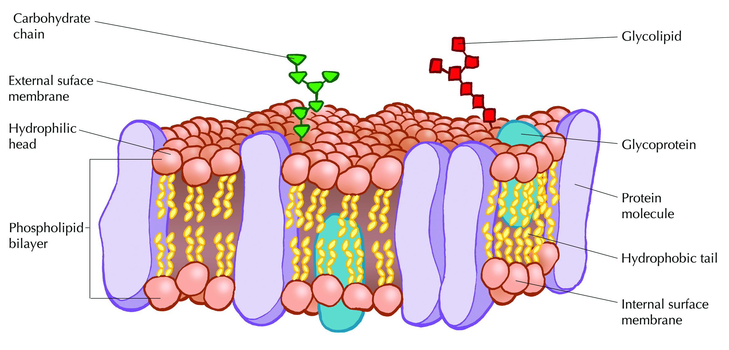 Cell Membrane Diagram Cell Structure And Function Cells The Basic Units Of Life Siyavula