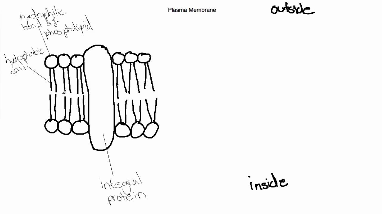 Cell Membrane Diagram Ib Biology Topic 241 Draw And Label The Plasma Membrane