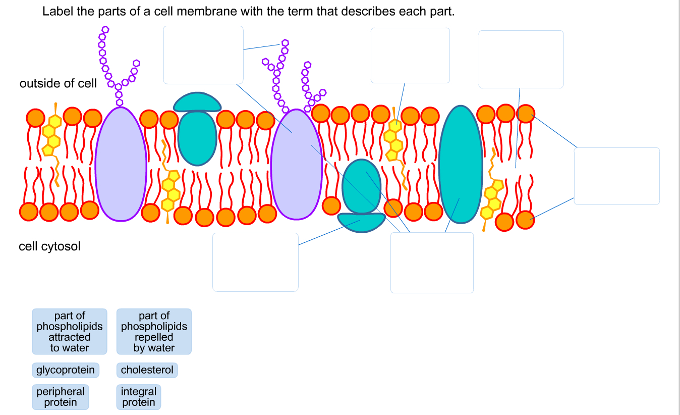 Cell Membrane Diagram Solved Label The Parts Of A Cell Membrane With The Term T