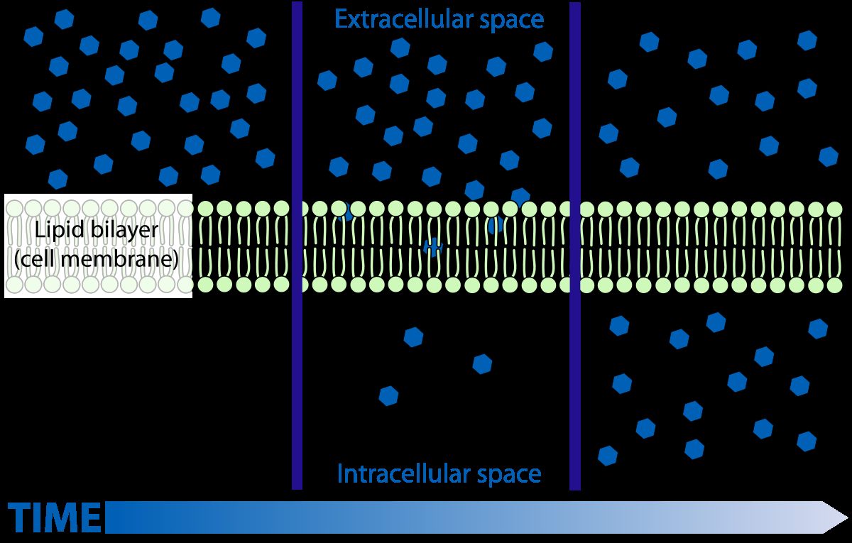 Cell Membrane Diagram The Cell Membrane Wikiversity