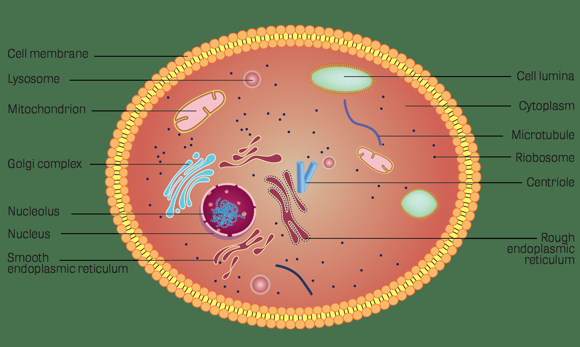 Cell Membrane Diagram Toxtutor Cells