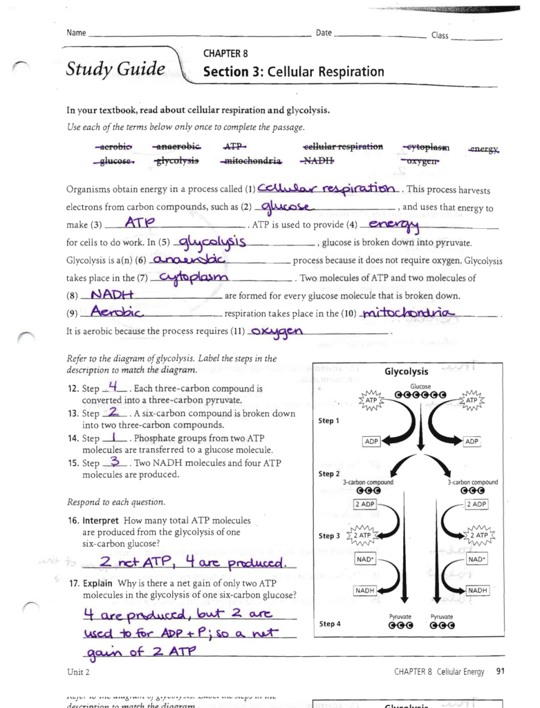 Cellular Respiration Diagram Answers To The Respiration Study Guide