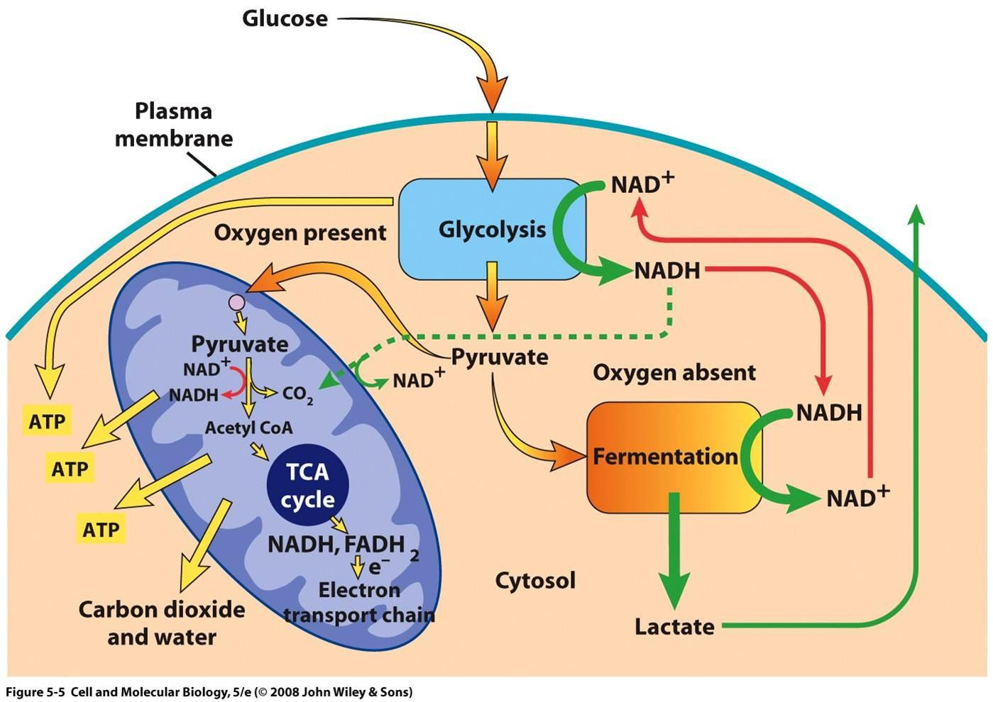 Cellular Respiration Diagram Biochemistry How Does The Body Switch Between Aerobic And