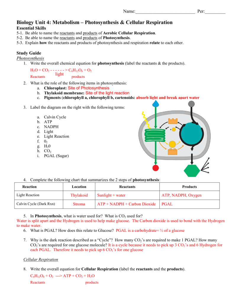 Cellular Respiration Diagram Biology Unit 4 Metabolism Photosynthesis Cellular