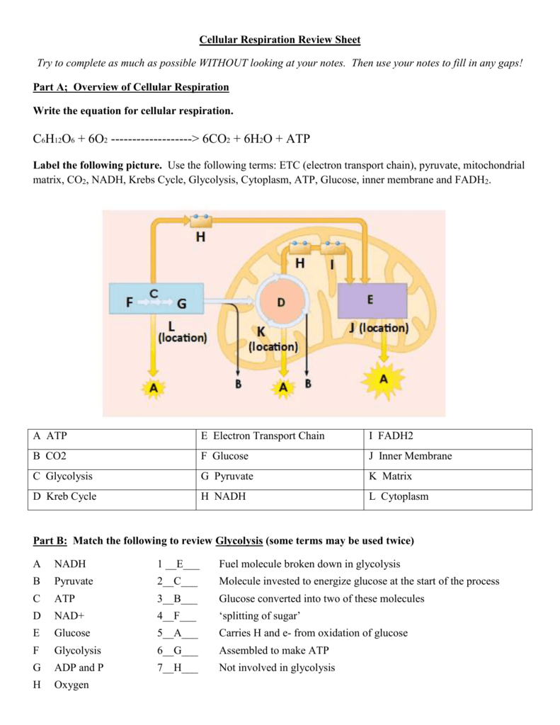 Cellular Respiration Diagram Cell Respiration Key