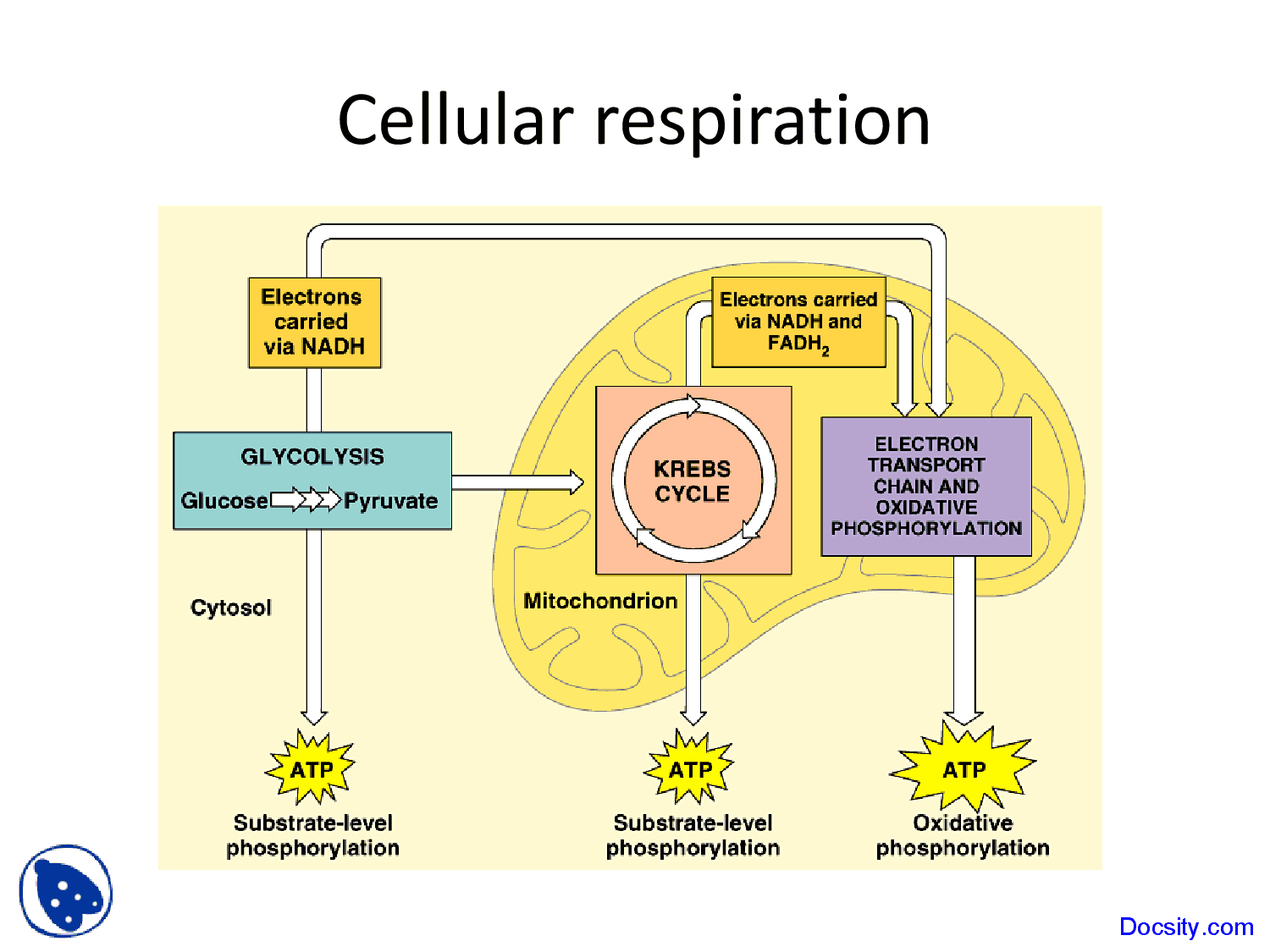 Cellular Respiration Diagram Cellular Respiration Application Of Biology Lecture Slides Docsity