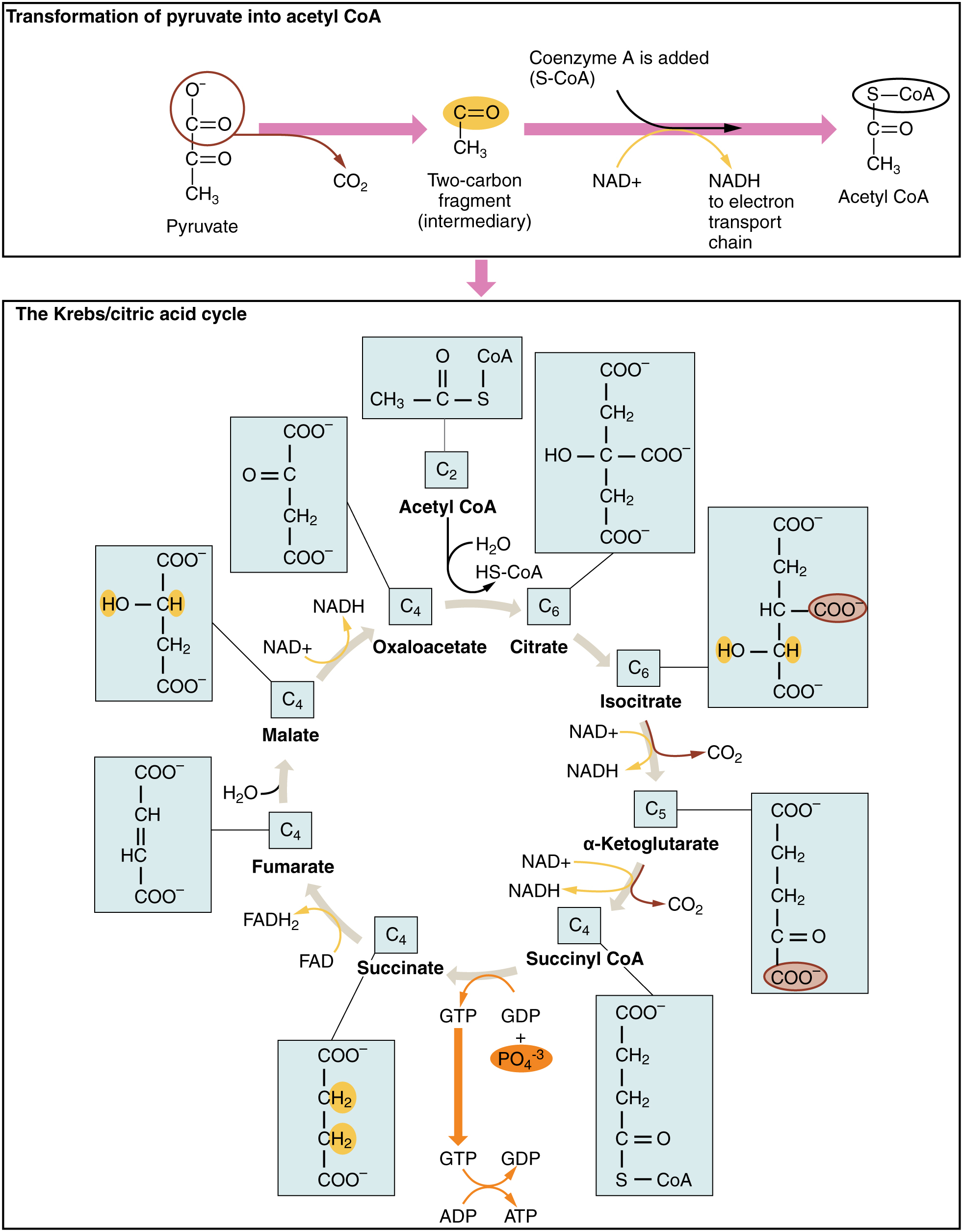 Cellular Respiration Diagram Cellular Respiration Equation Types Stages Products Diagrams
