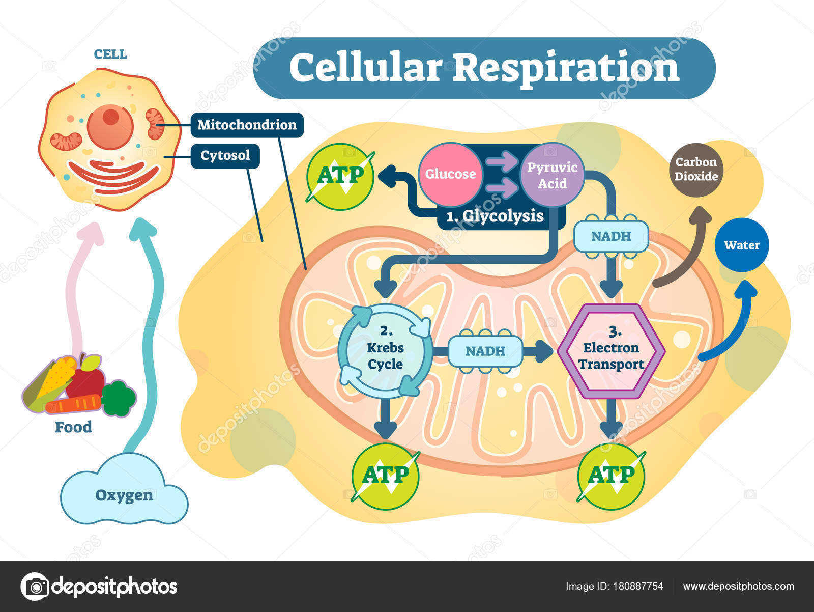 Cellular Respiration Diagram Cellular Respiration Medical Vector Illustration Diagram