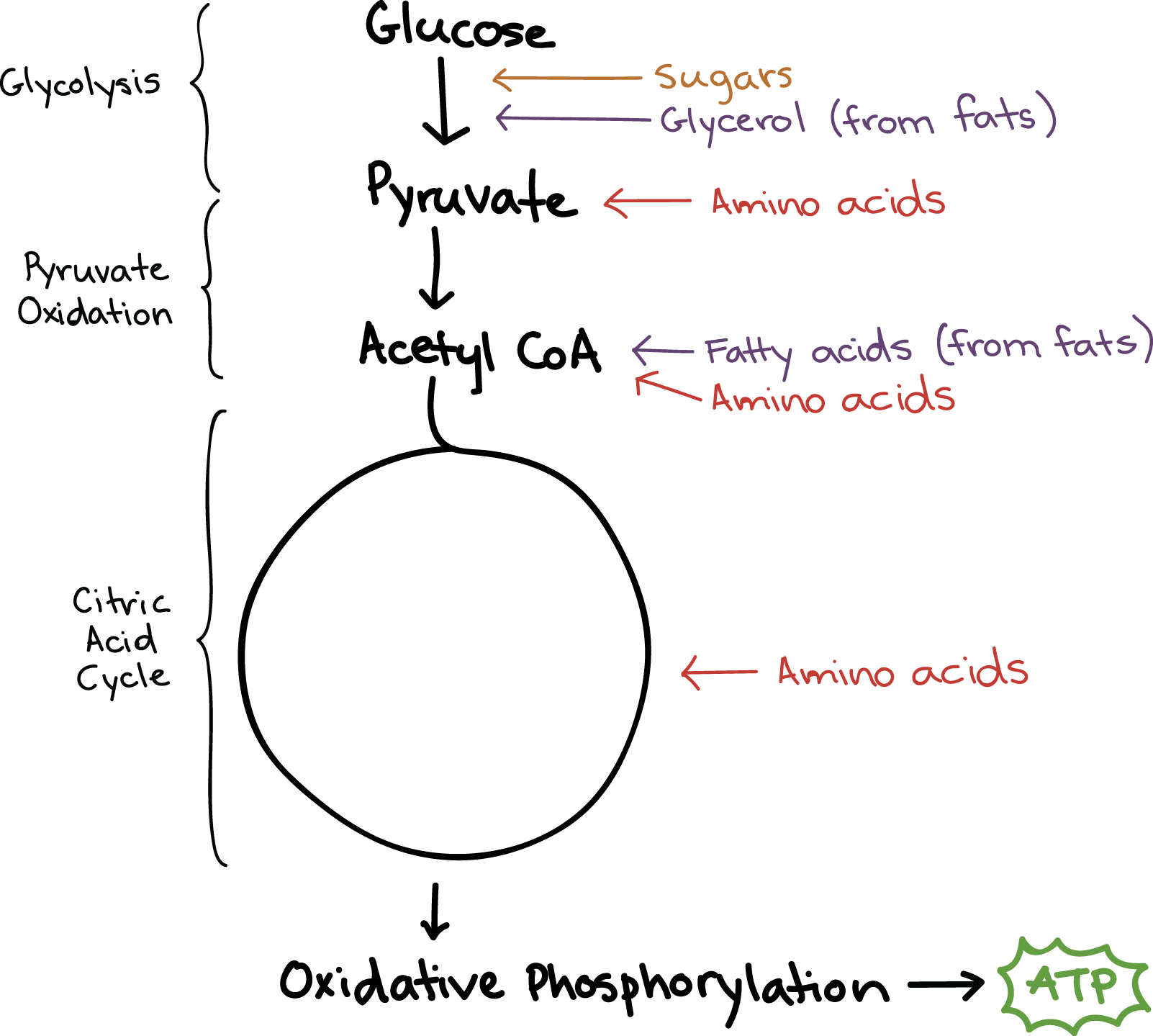 Cellular Respiration Diagram Connections Between Cellular Respiration And Other Pathways Article