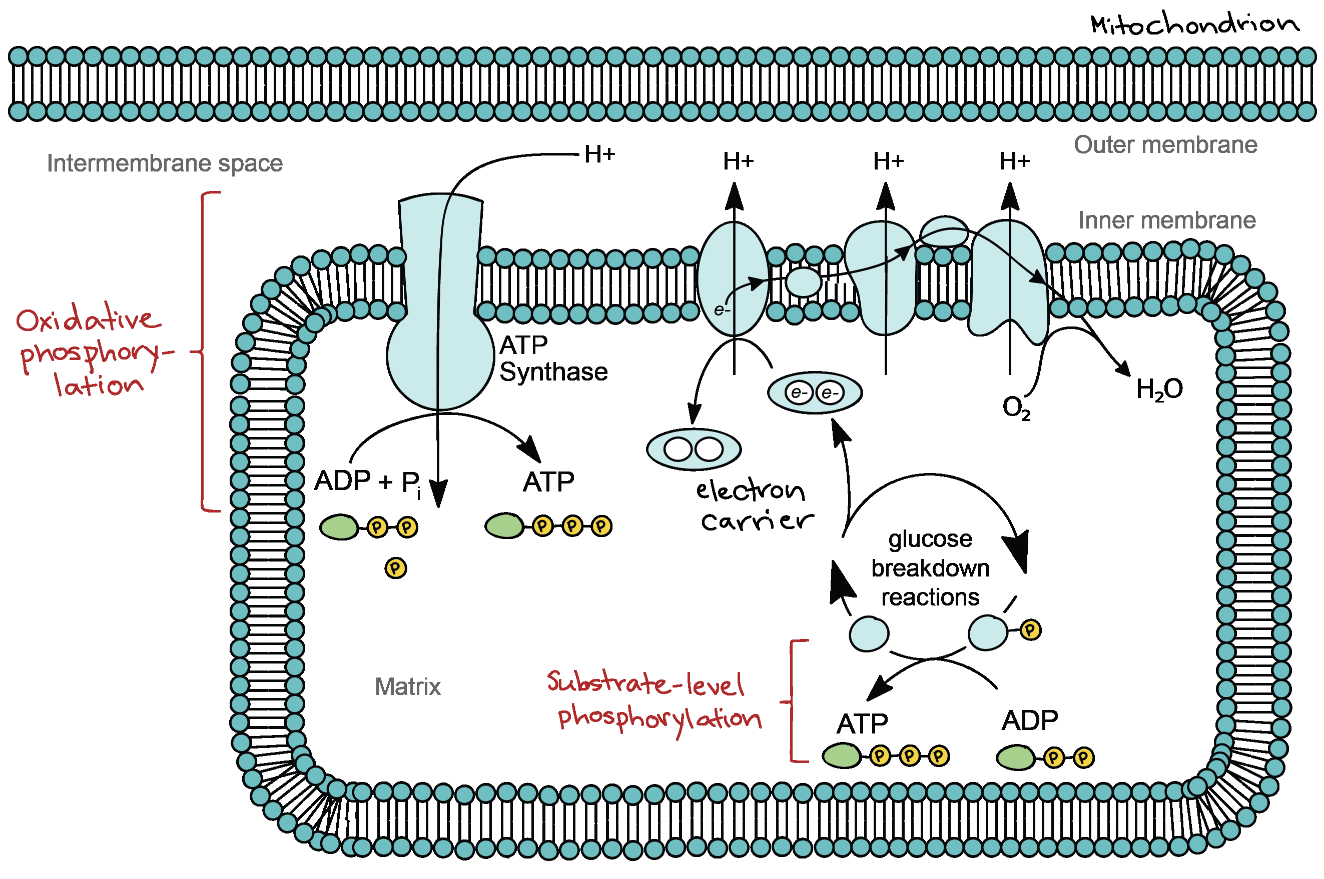 Cellular Respiration Diagram Introduction To Cellular Respiration And Redox Article Khan Academy