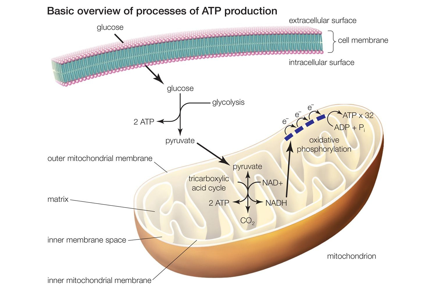 Cellular Respiration Diagram Learn About The 3 Main Stages Of Cellular Respiration