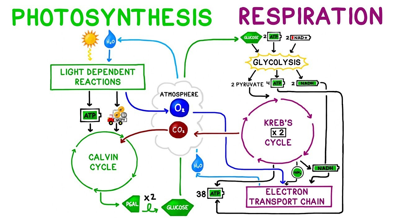 Cellular Respiration Diagram Photosynthesis Vs Cellular Respiration Comparison