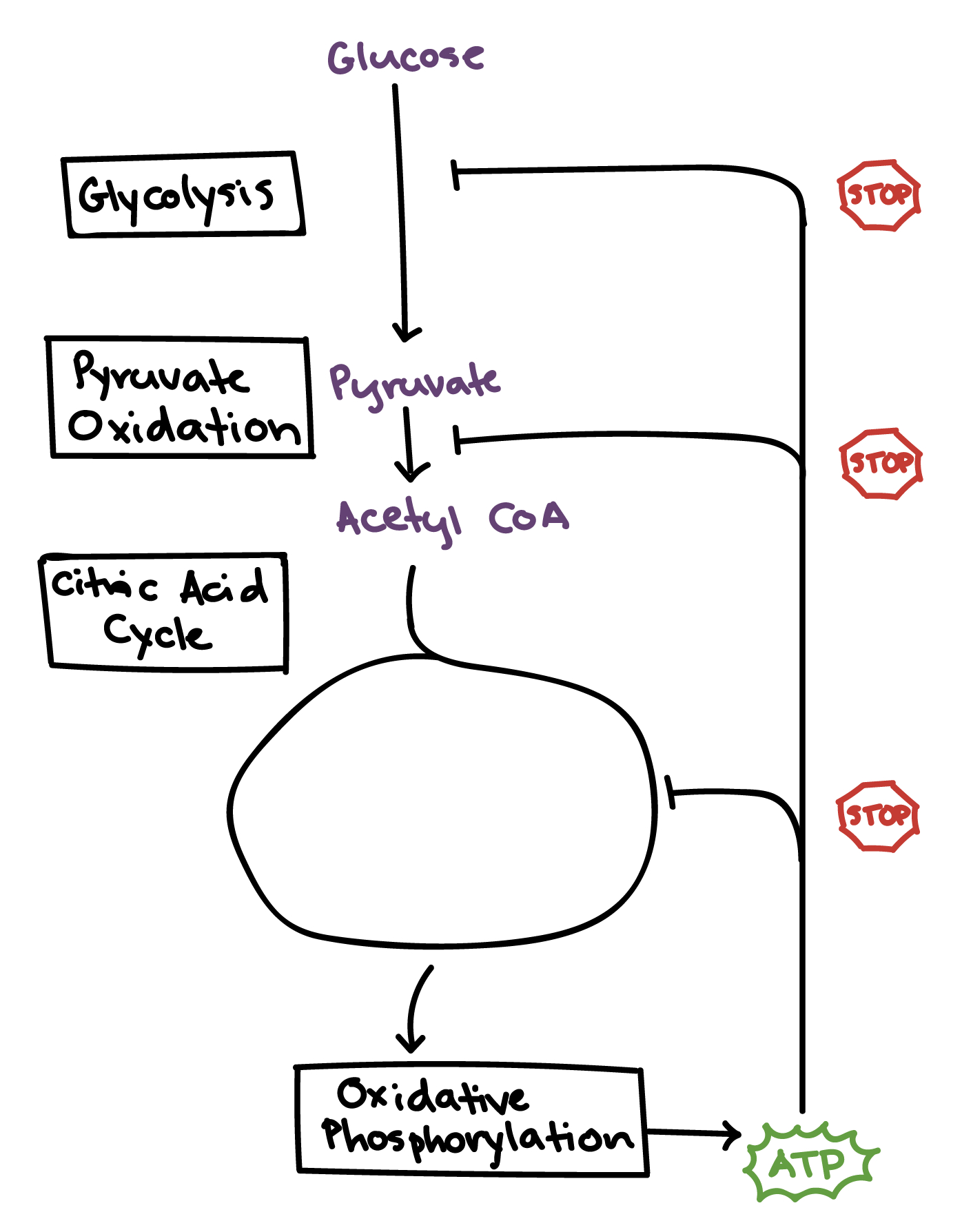 Cellular Respiration Diagram Regulation Of Cellular Respiration Article Khan Academy