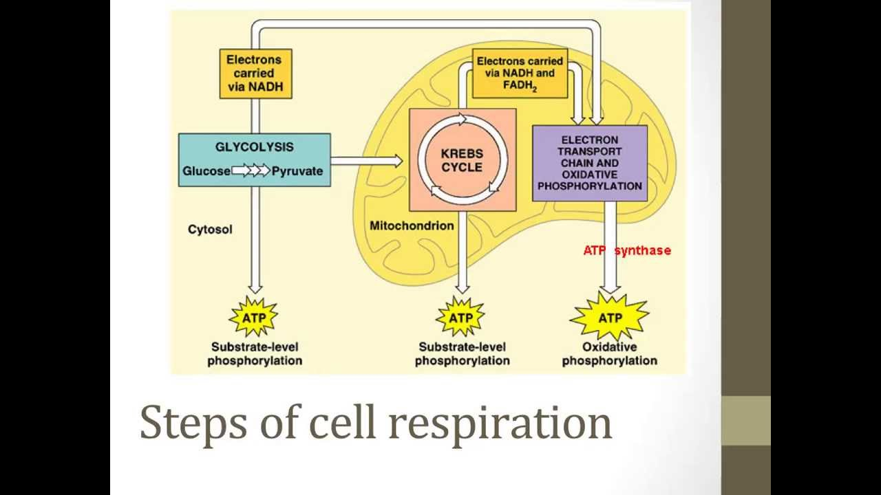 Cellular Respiration Diagram Stages Of Cellular Respiration