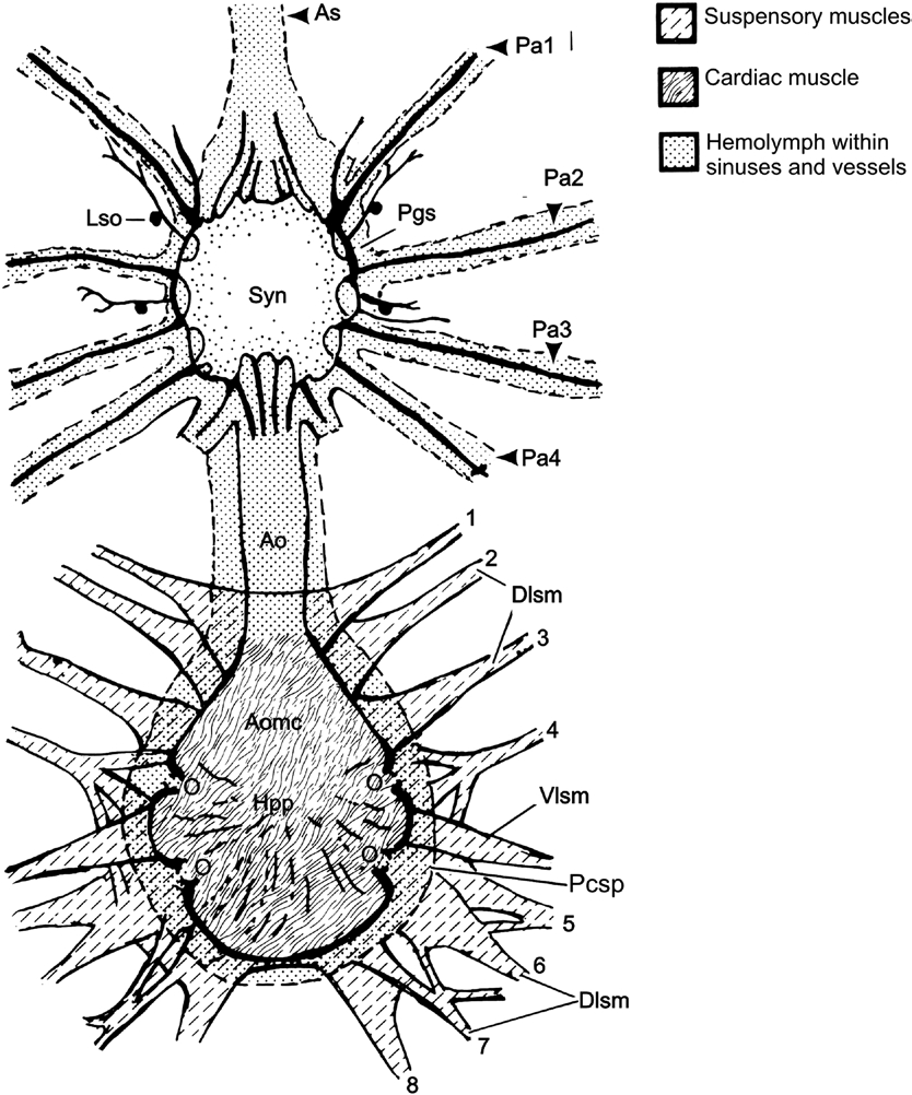 Circulatory System Diagram 1 Schematic Diagram Of The Circulatory System In Ixodid Ticks From
