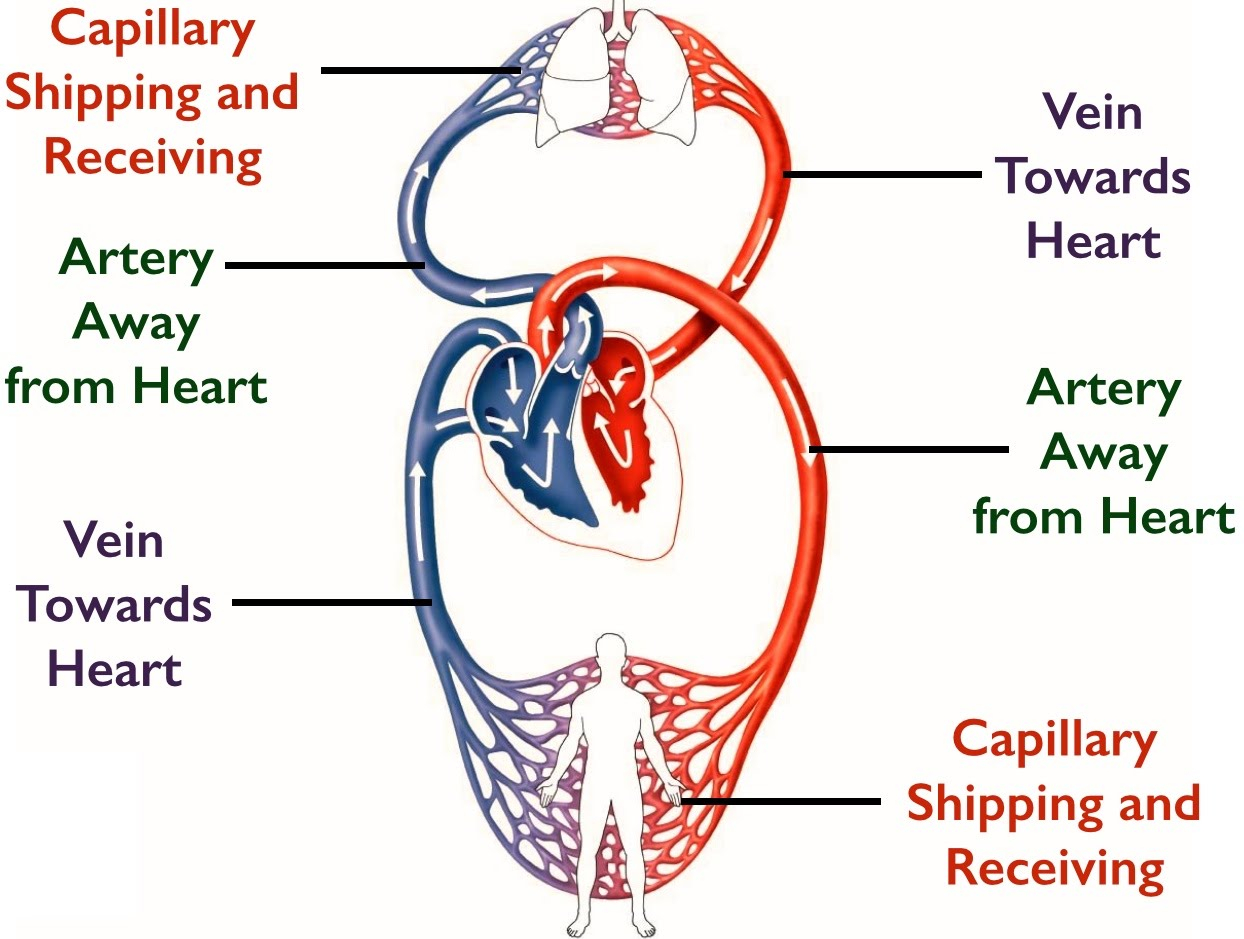 Circulatory System Diagram 10 Circulatory System Mr Kea Grade Ten Academic Science
