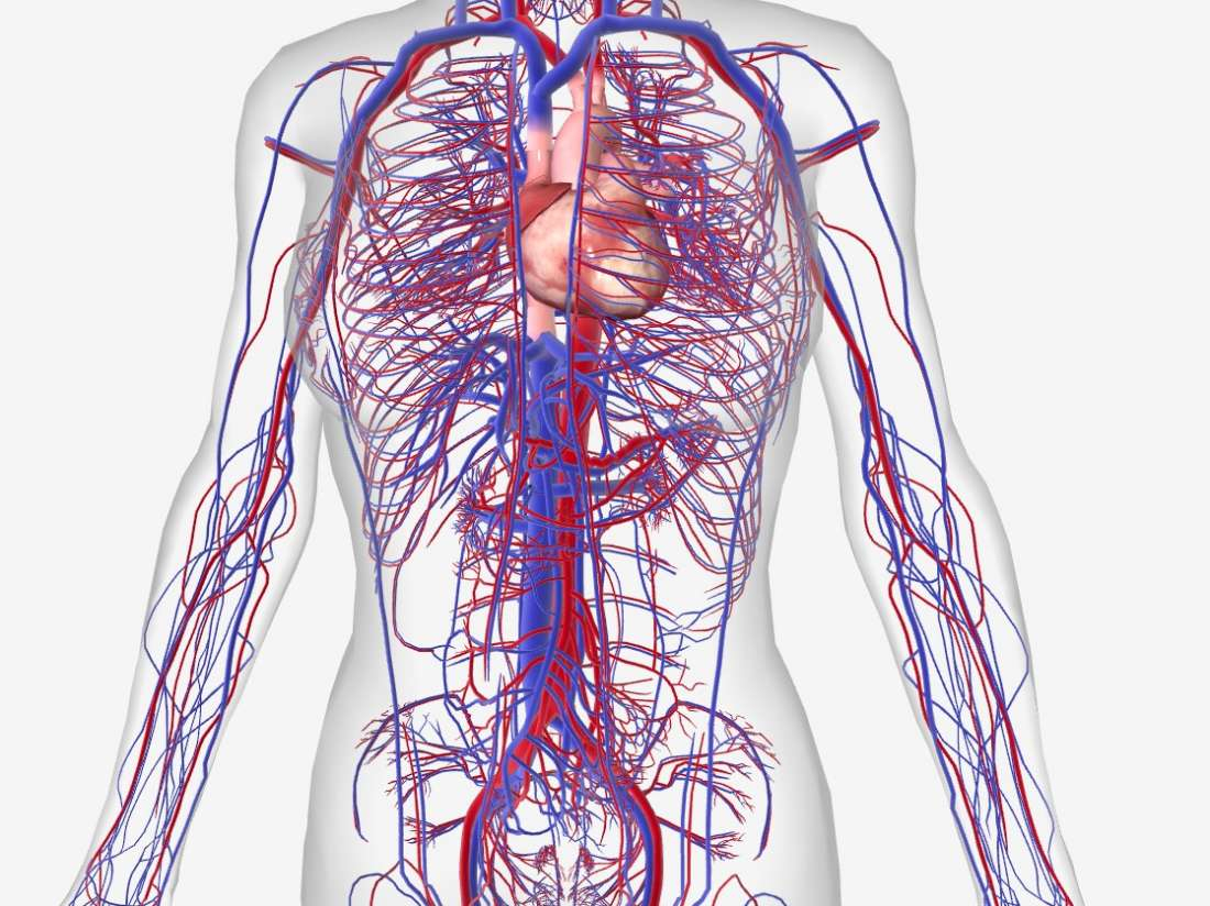 Circulatory System Diagram 15 Circulatory System Diseases Symptoms And Risk Factors