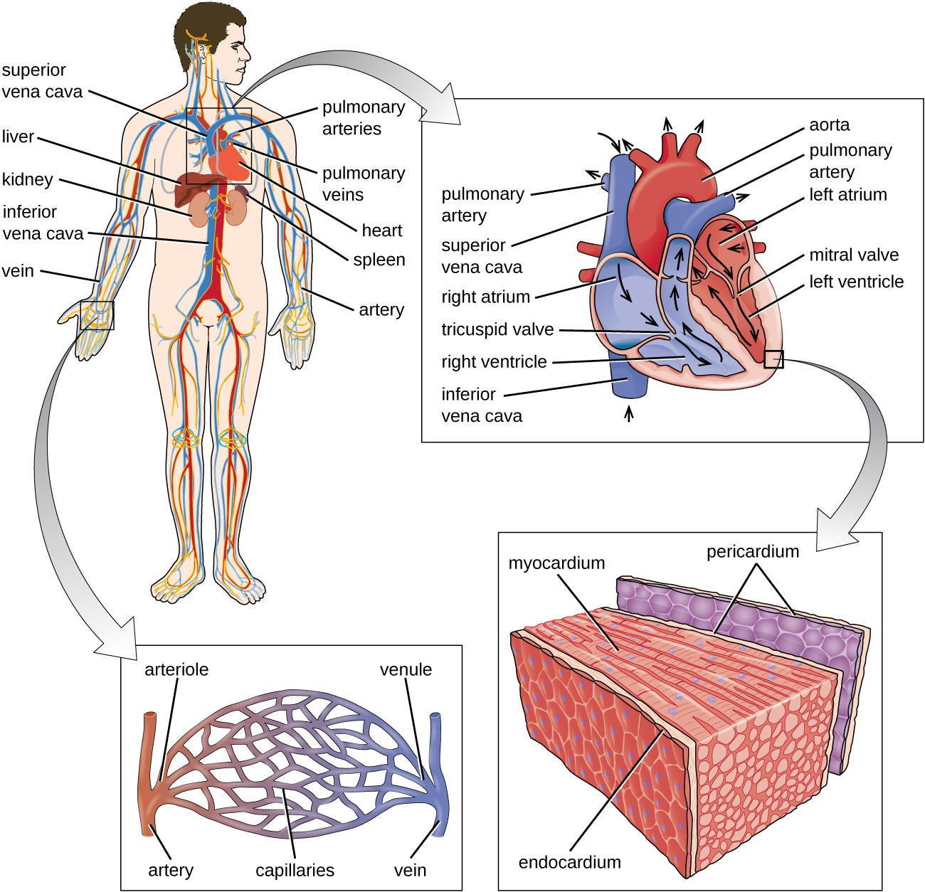 Circulatory System Diagram Anatomy Of The Circulatory And Lymphatic Systems Microbiology