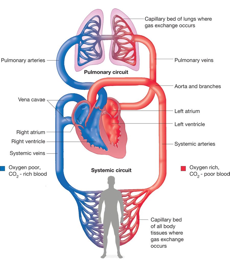 Circulatory System Diagram Bio Ch 10 Circulatory System Diagram Quizlet