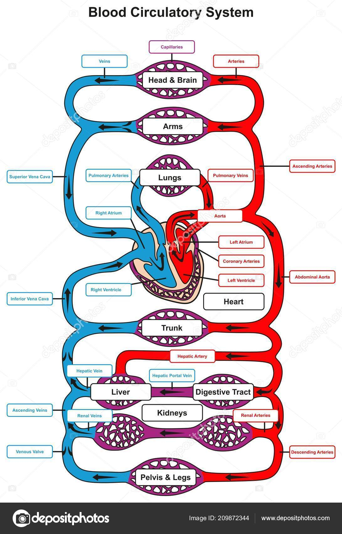 Circulatory System Diagram Blood Circulatory System Human Body Infographic Diagram Heart