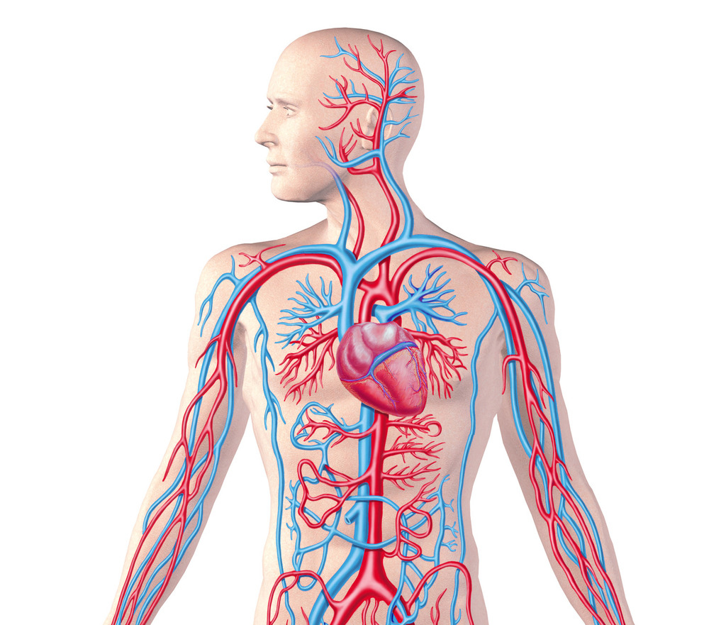 Circulatory System Diagram Circulatory System Diagram Quizlet